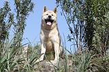 AKITA AMERICAIN 023